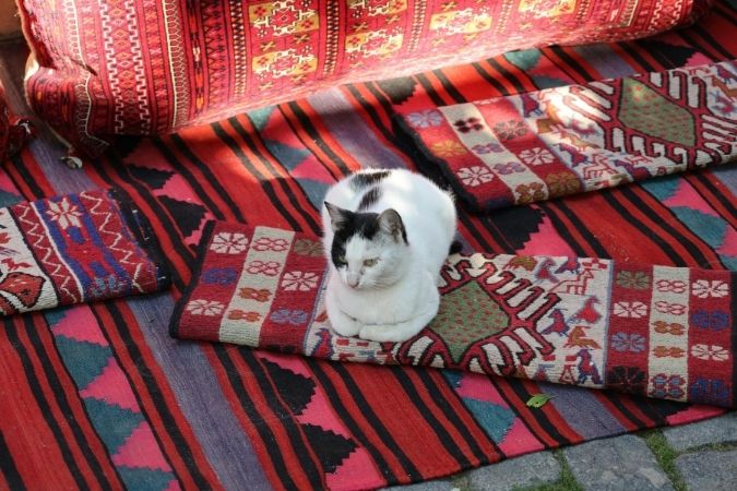 A cat relaxing on some Turkish rugs